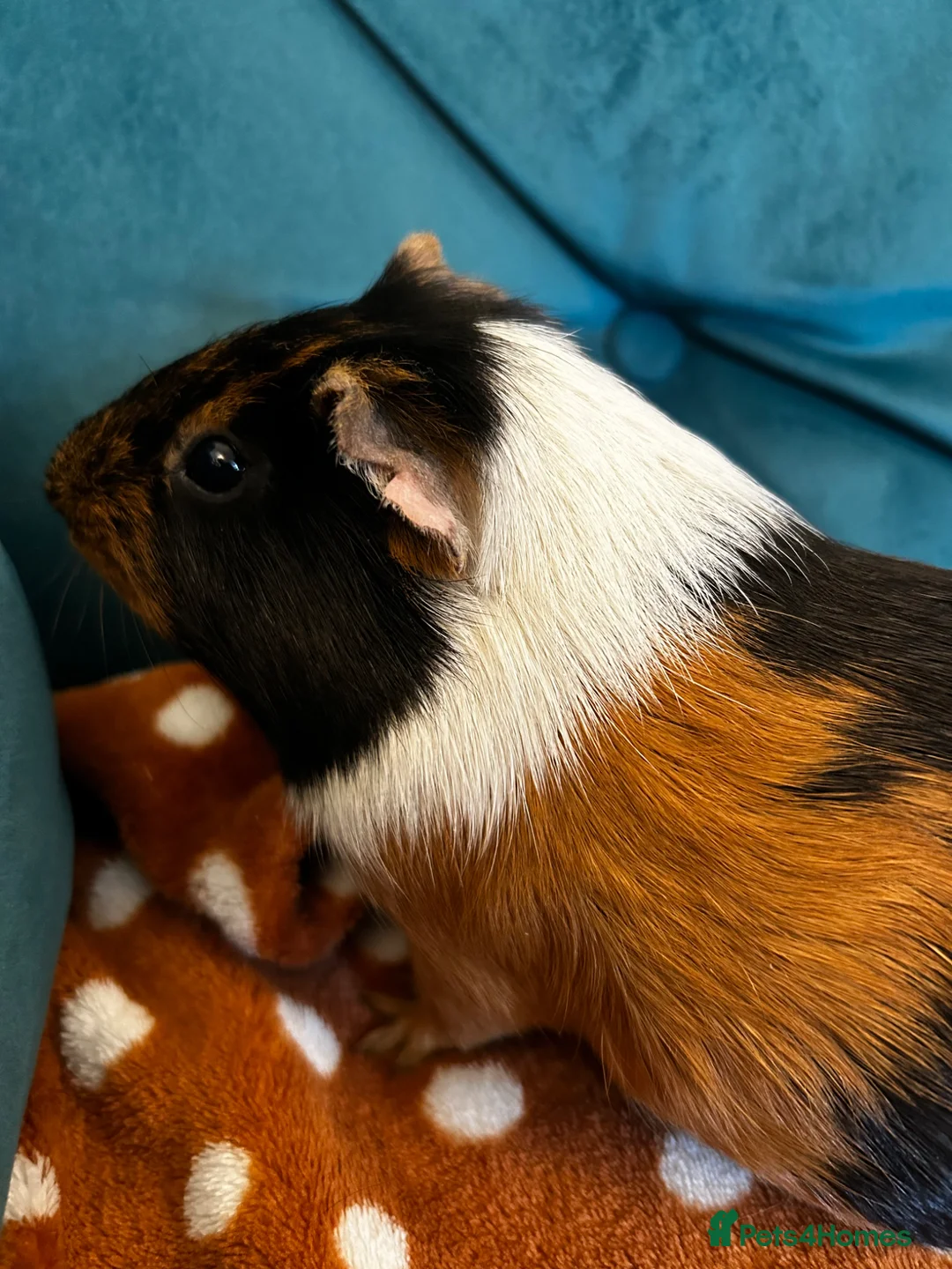 Guinea Pig rodents for sale: Gus & Badger  - Advert 2