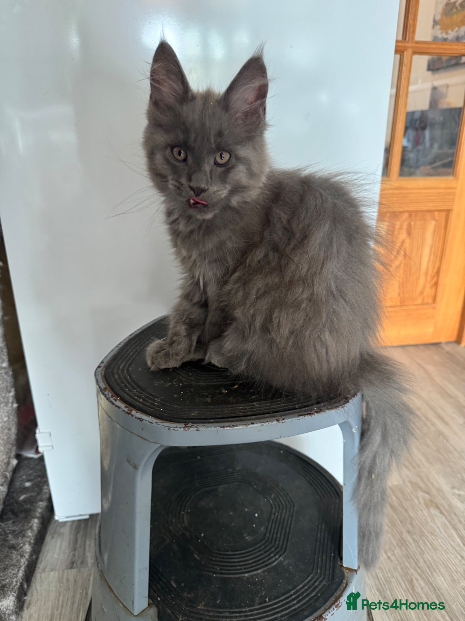 Maine Coon cats Large female Maine Coon kittens  - Advert 2