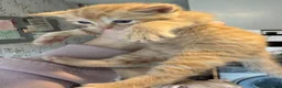 Mixed Breed cats for sale: 3 beautiful little kittens - Advert 15
