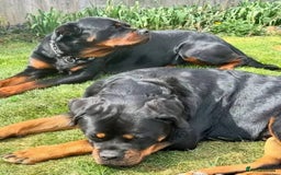 Rottweiler dogs for sale: 🐾🖤 Rottweiler Terrier Puppies🐶💕 - Image 5