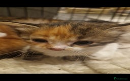 Mixed Breed cats for sale: 5 beautiful kittens for sale 🤍 - Image 23