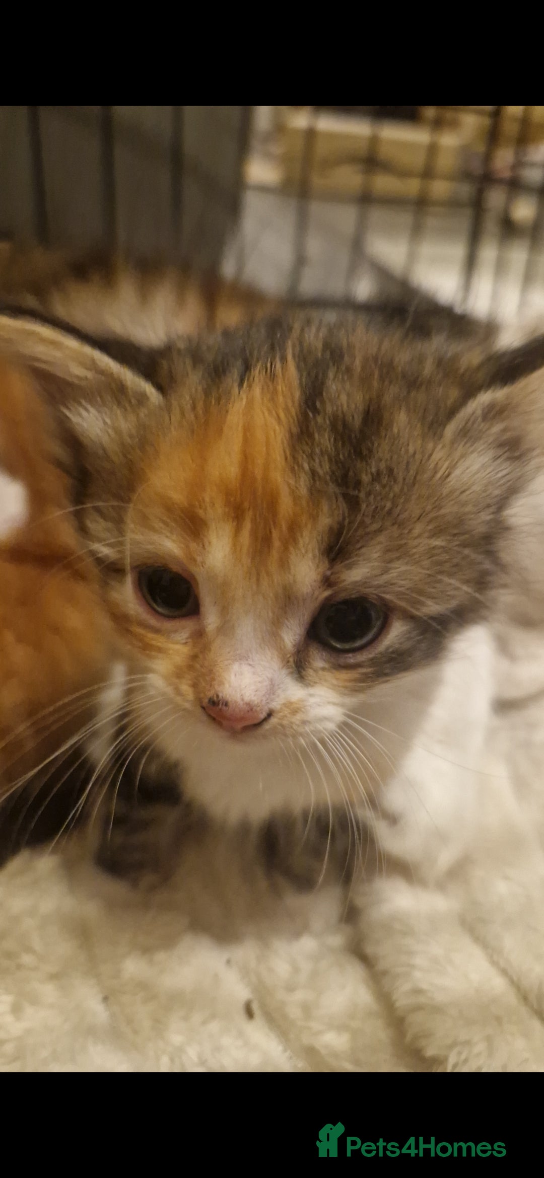 Mixed Breed cats for sale: 5 beautiful kittens for sale 🤍 - Image 23