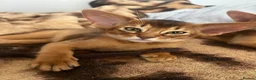Abyssinian cats for sale: Adorable Abyssinian kittens - Advert 17