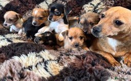 Jack Russell dogs for sale: Stunning Jack Russell pups - Image 14
