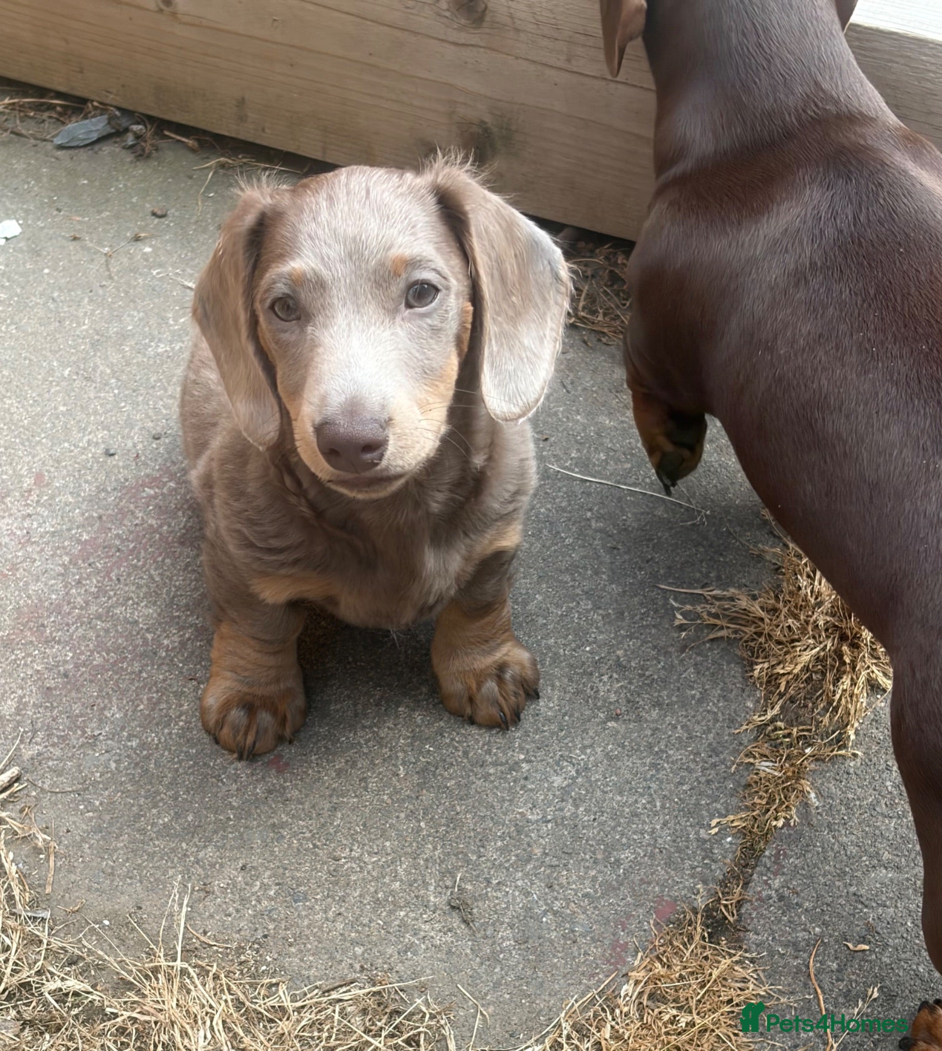 Miniature Dachshund dogs Beautiful boy mini dachshund!!  - Advert 2
