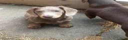 Miniature Dachshund dogs for sale: Beautiful boy mini dachshund!!  - Advert 1