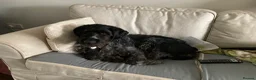 German Wirehaired Pointer dogs for adoption: Gorgeous German Wirehaired Pointer Orla - Advert 4