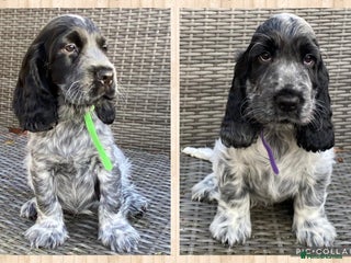 Cocker Spaniel dogs KC Reg & DNA tested Cocker Spaniel Pups Ready Now - Advert 5