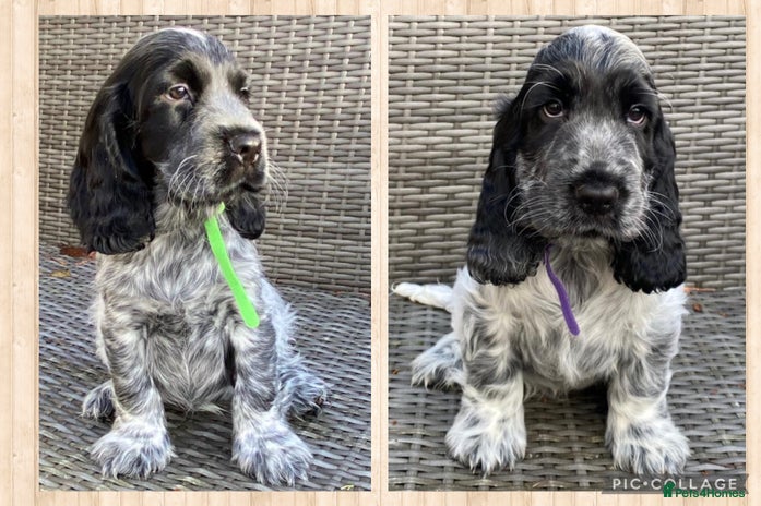 Cocker Spaniel dogs KC Reg & DNA tested Cocker Spaniel Pups Ready Now - Advert 5