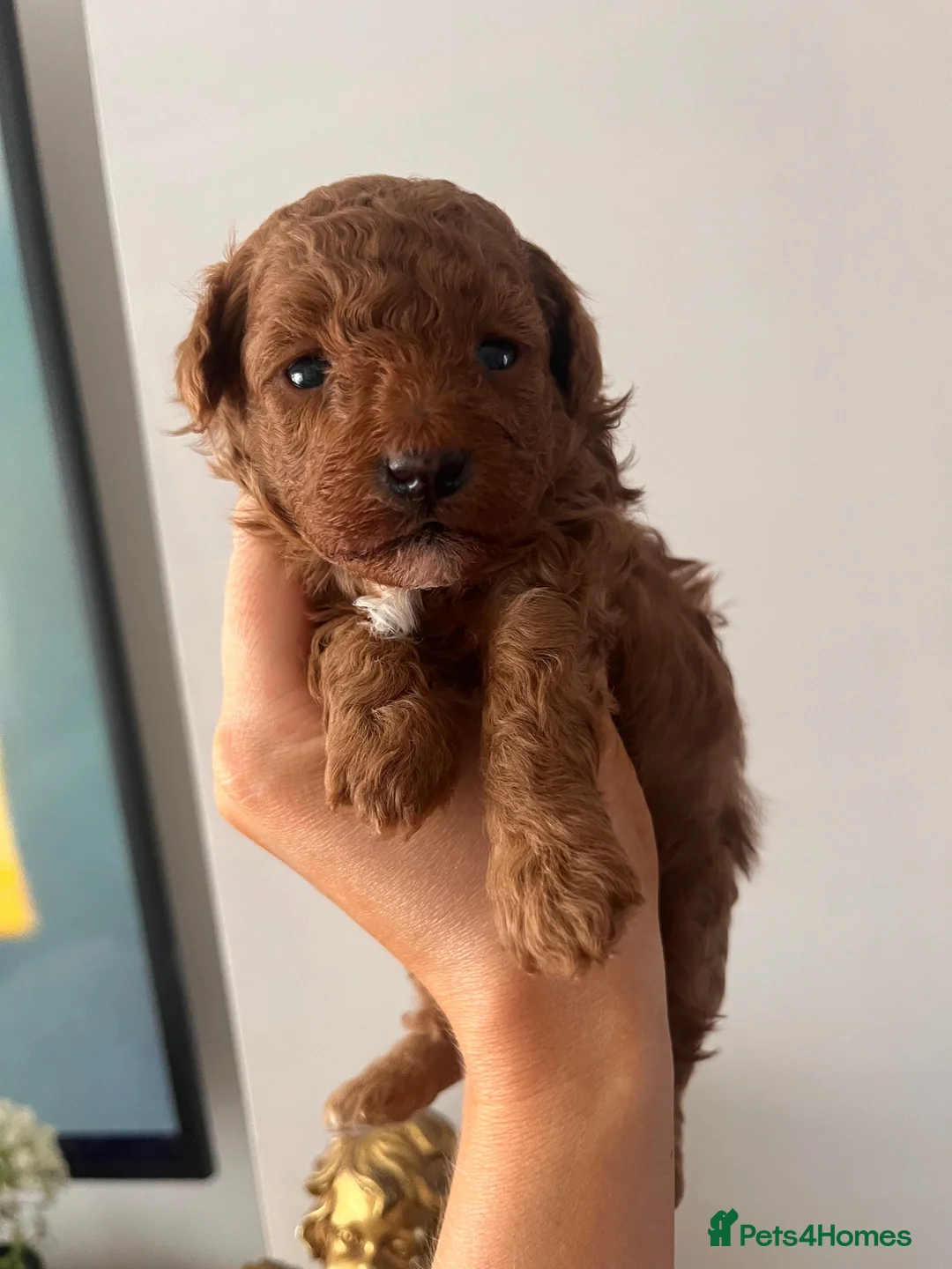 Toy Poodle dogs for sale: Red toy poodle puppies  in Nottingham - Advert 2