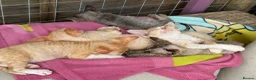 Devon Rex cats for sale: Stunning male Devon Pet or GCCF active considered - Advert 10