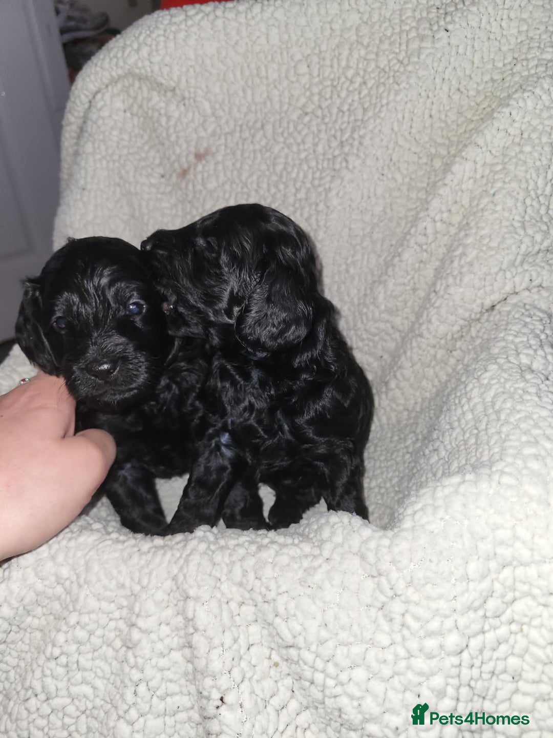 Cockapoo dogs for sale: 1 LEFT Toy f1b cokapoos🐶🐶 - Advert 10
