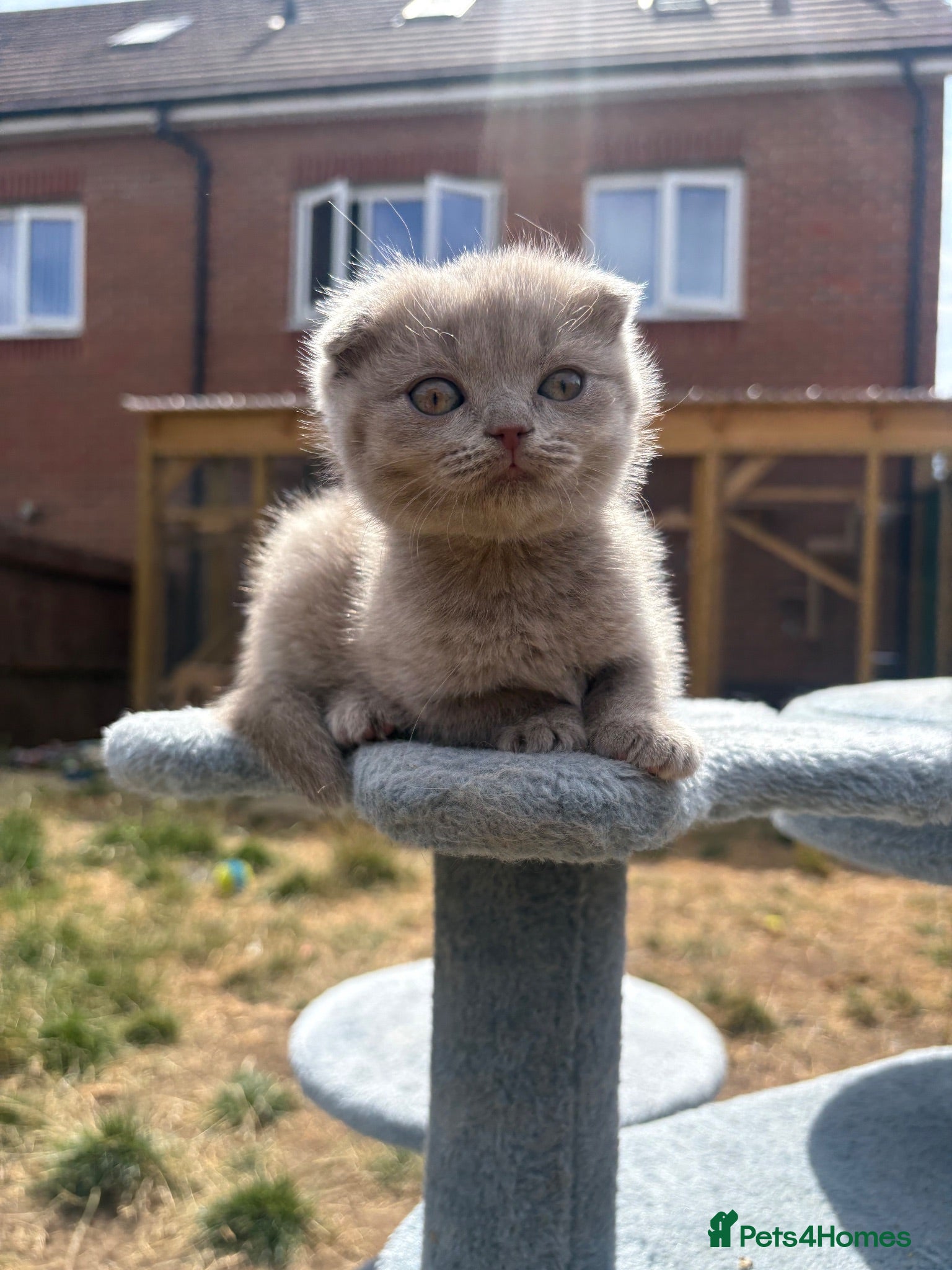 British Shorthair cats Blue & Lilac BSH Mix Kittens – Fold & Straight - Advert 1
