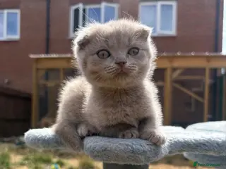 British Shorthair cats Blue & Lilac BSH Mix Kittens – Fold & Straight - Advert 9