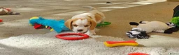 Beagle dogs for sale: Stunning KC Registered Beagle Pups- Ready 24.08.26 in Thirsk - Advert 8