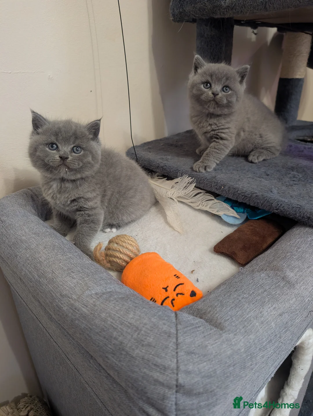 British Shorthair cats for sale:  2 Males British short hair  - Advert 1