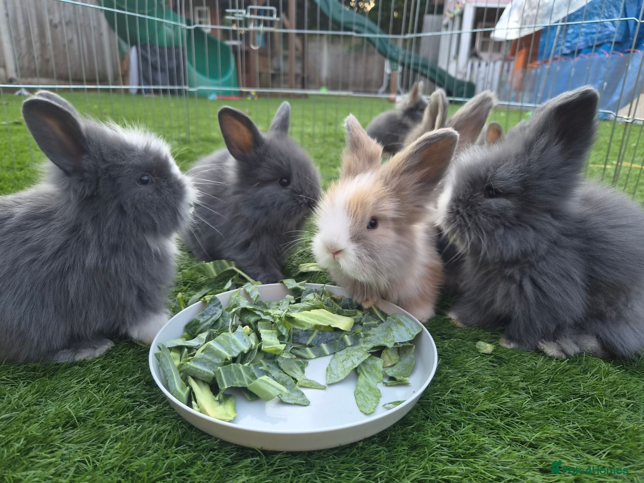 Angora rabbits Angora x lion head available from 29th Aug - Advert 1