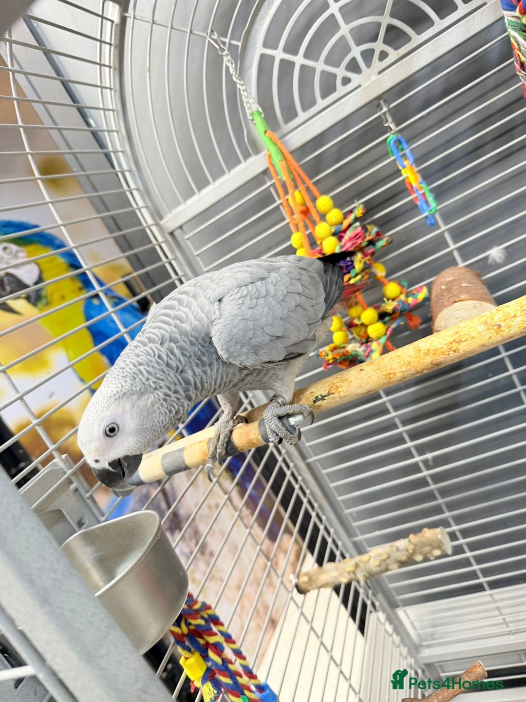 Parrots birds for sale: African greys  - Image 5