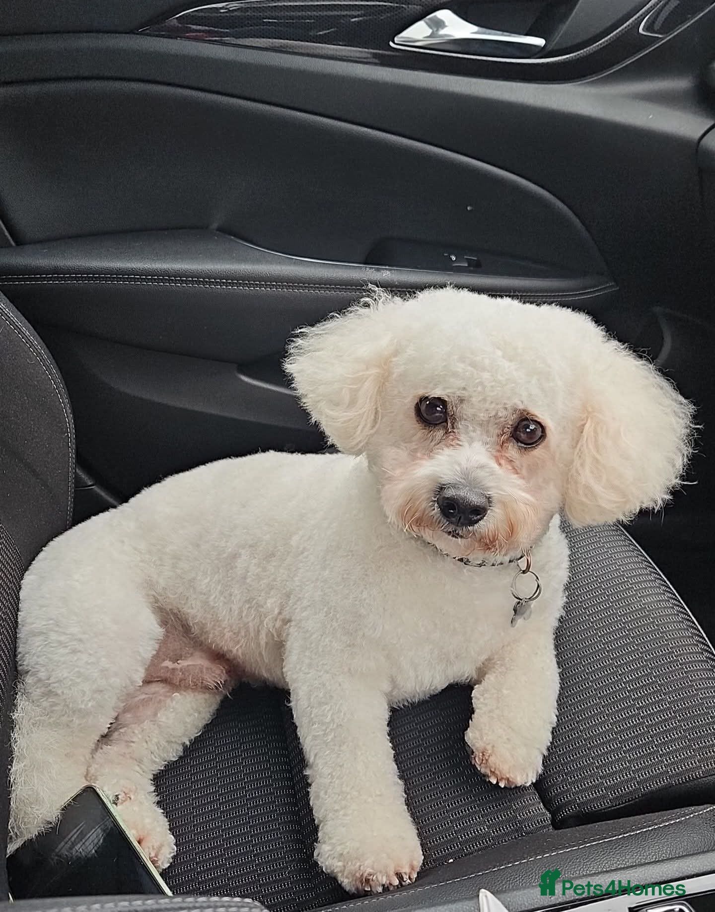 Cavachon dogs Handsome Cavachon Stud – Friendly Family Dog - Advert 1
