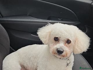 Cavachon dogs Handsome Cavachon Stud – Friendly Family Dog - Advert 15