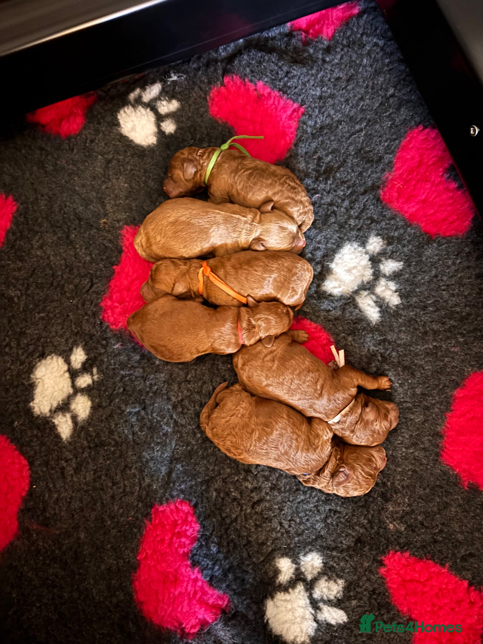 Cockapoo dogs 6 beautiful F1B cockapoo’s for sale  - Advert 1