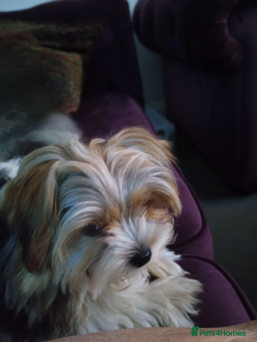 Biewer Terrier dogs for sale: 2 lovely little boys for sale  in Maidstone - Advert 2