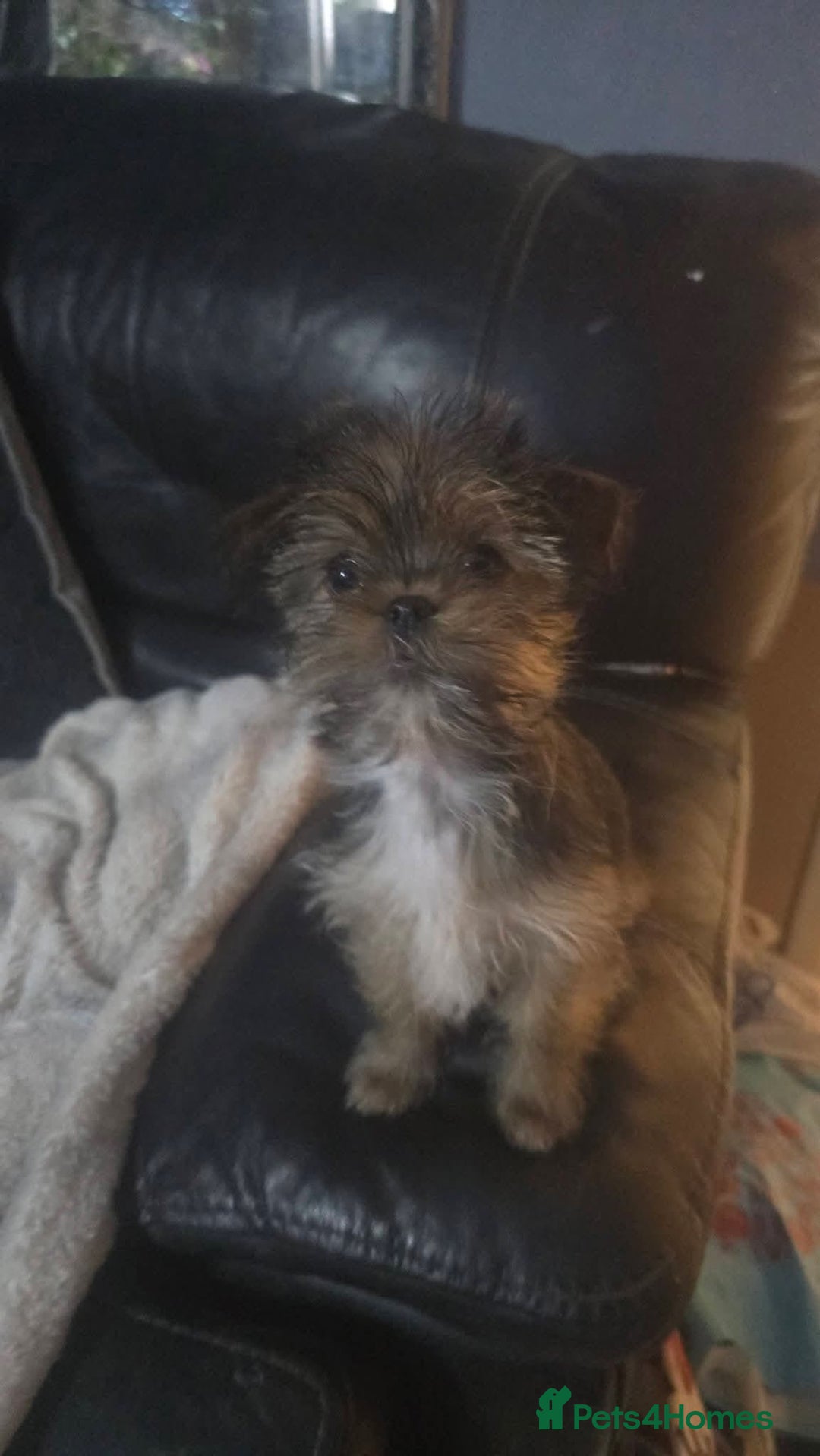 Mixed Breed dogs for sale: Lovely shih tzu x chihouha puppy - Advert 5