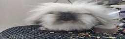 Mini Lion Lop rabbits for sale: Double mane mini lionlops boys - Advert 1