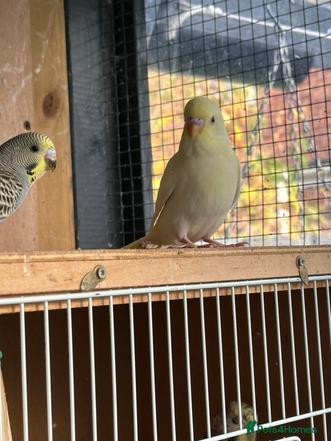 Budgerigars birds for sale: Young Female baby budgies - Image 8