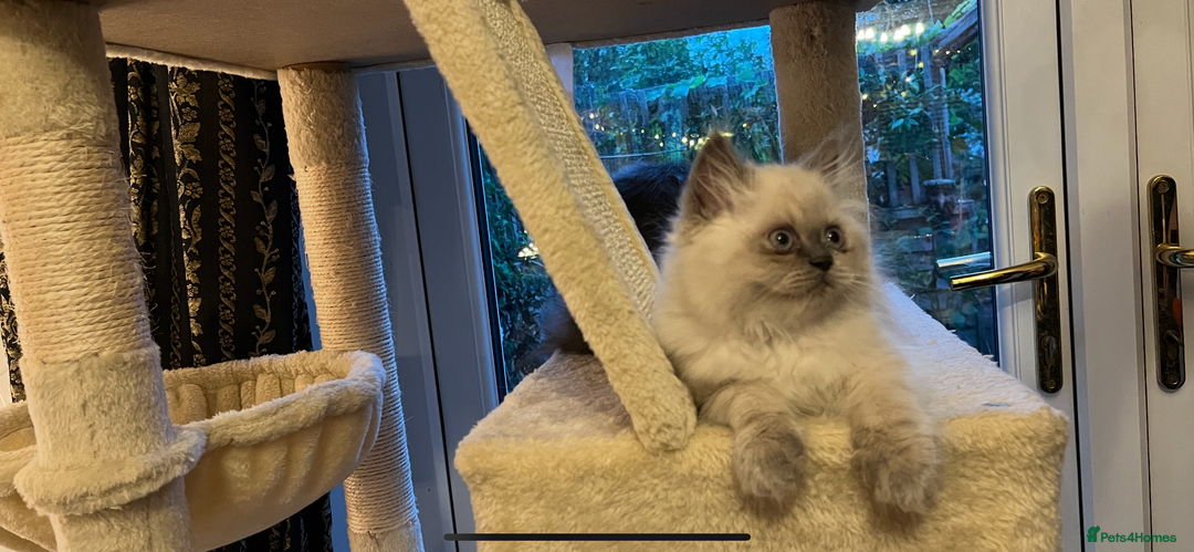 Persian cats for sale: Ready Now 2 Boys/1 Girl Persian Fluff Monsters - Image 11