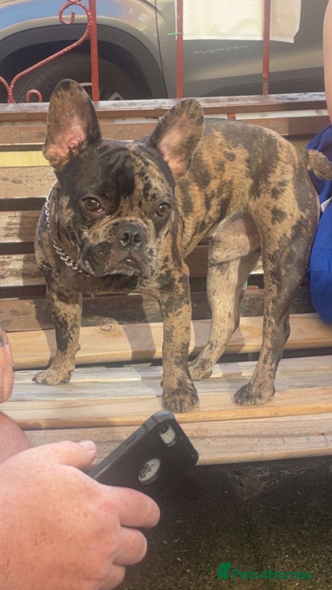 French Bulldog dogs for sale: Chocolate Isabelle Merle black white brindle mum  - Image 2