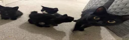 Mixed Breed cats for sale: Kittens black  in Peterborough - Advert 11