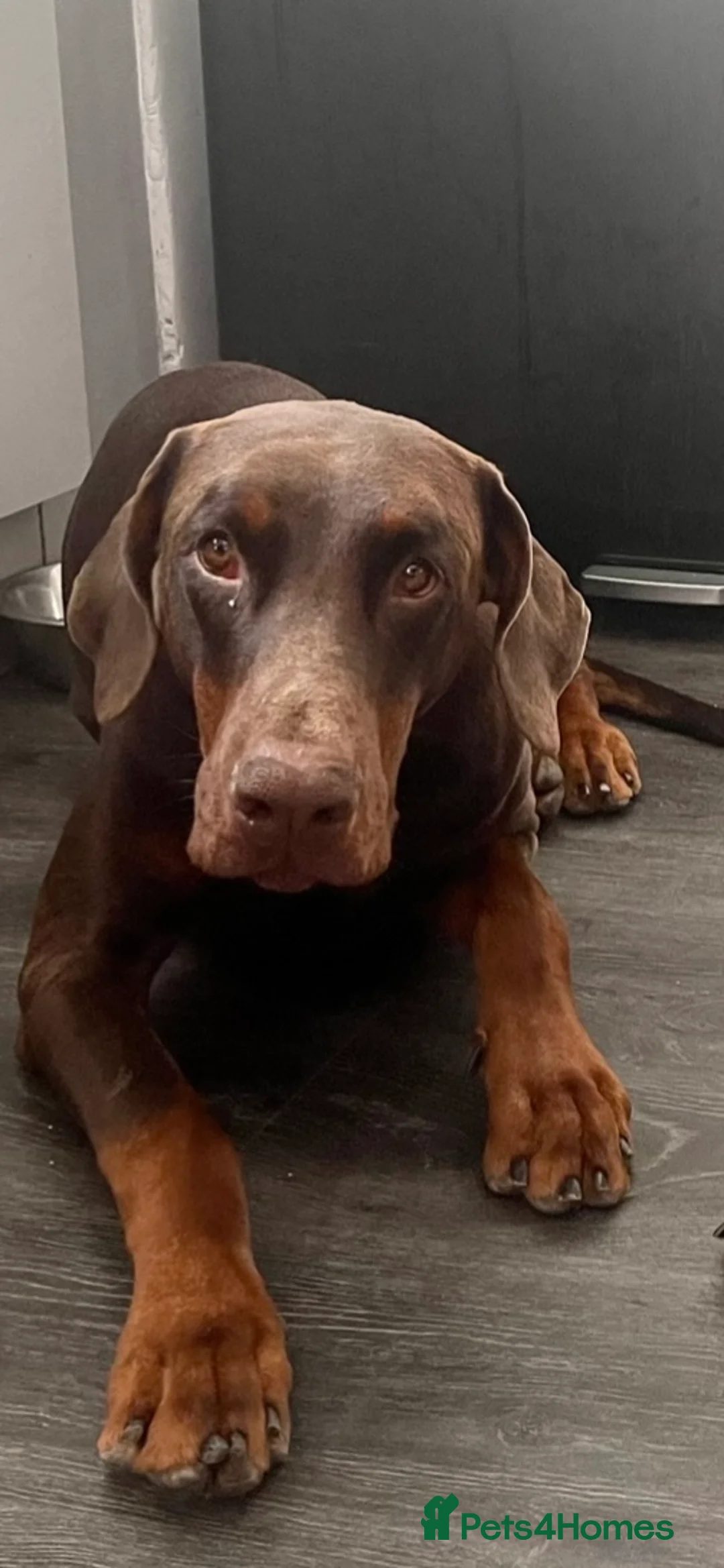 Dobermann dogs for sale: 4 year old Doberman - Advert 4