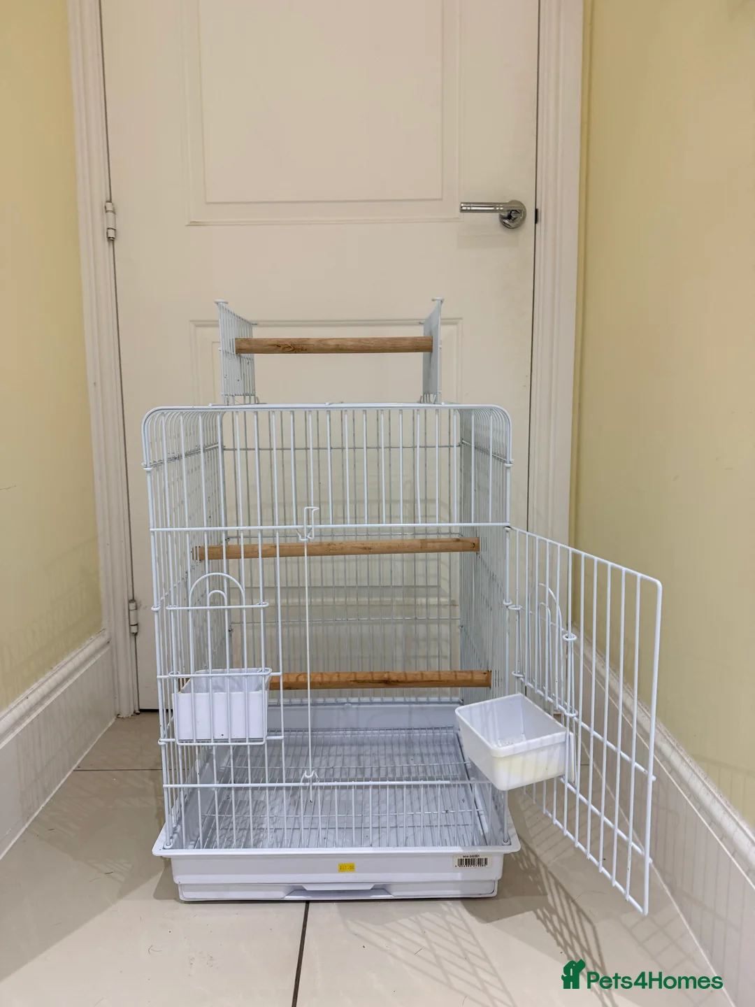 Conures birds for sale: BEAUTIFUL PINEAPPLE CONURE BIRD WITH NEW CAGE  - Advert 3