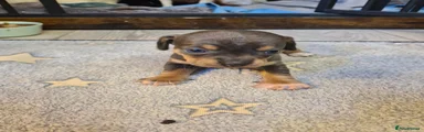 Chiweenie 2
