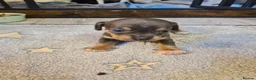 Chiweenie dogs for sale: Chihuaha X Dachshund - Advert 10