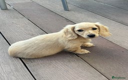 Miniature Dachshund dogs for sale: English Cream Mini Long Haired Dachshund  - Image 22