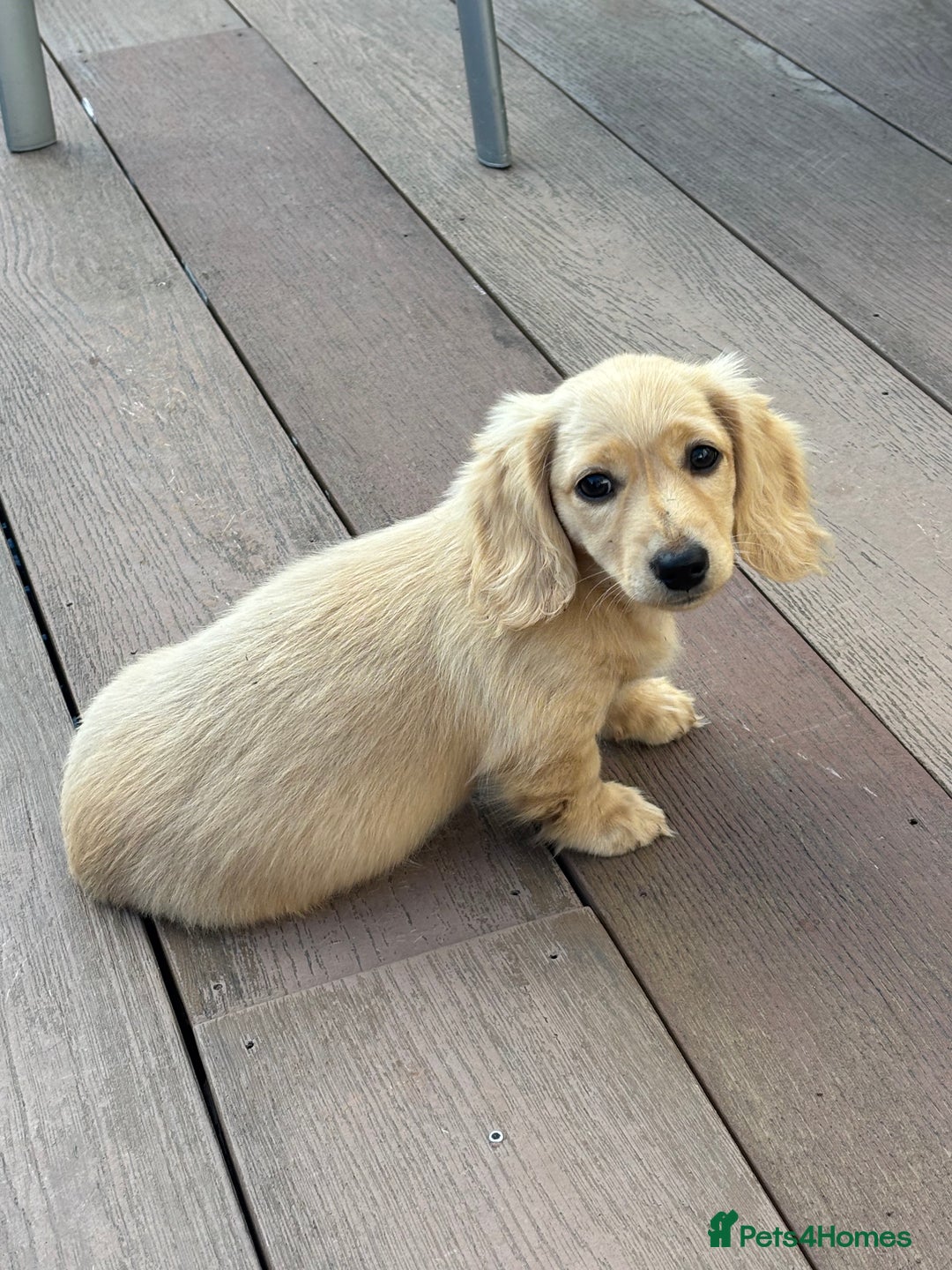 Miniature Dachshund dogs for sale: English Cream Mini Long Haired Dachshund  - Image 22