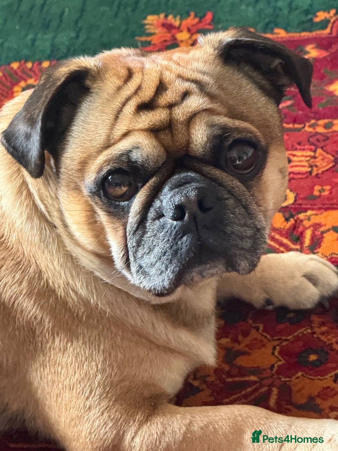 Pug dogs for stud: For Stud - Apricot Fawn Pug Benson. - Image 11
