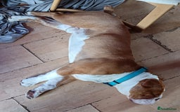 English Bulldog dogs for sale: Bulldog for sale - Image 2