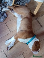 English Bulldog dogs Bulldog for sale - Advert 1