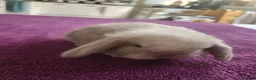 Mini Lop rabbits for sale: Beautiful Mini lop looking good a home - Advert 5