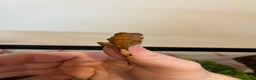 Gecko reptiles for sale: Crested gecko babies for sale  - Advert 3