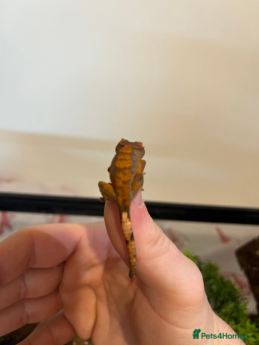 Gecko reptiles for sale: Crested gecko babies for sale  - Advert 3