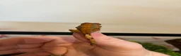 Gecko reptiles for sale: Crested gecko babies for sale  - Advert 3