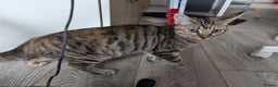 Mixed Breed cats for sale: Lovely bengal x mainecoon cross girl  - Advert 8