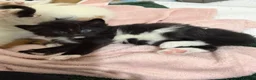 Mixed Breed cats for sale: Kittens Looking for Their Forever Homes 🐾 - Advert 5