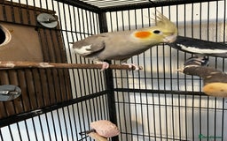 Cockatiels birds for sale: Cockatiels  - Advert 1