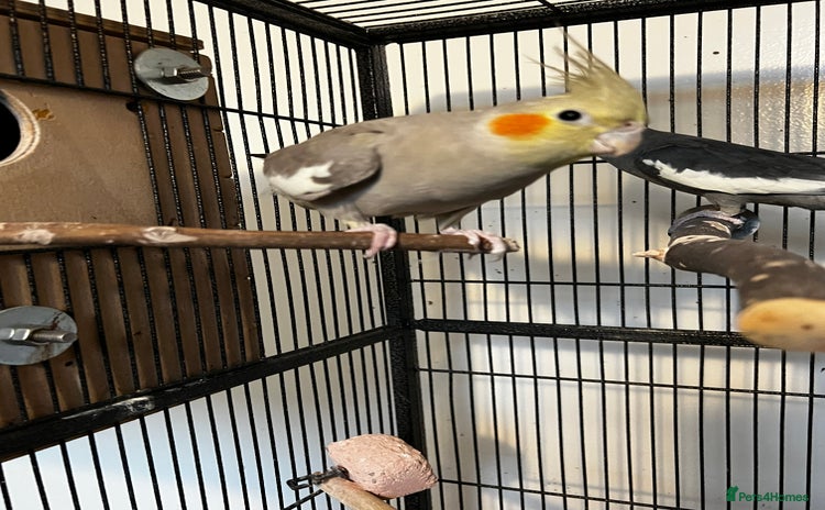 Cockatiels birds Cockatiels  - Advert 1