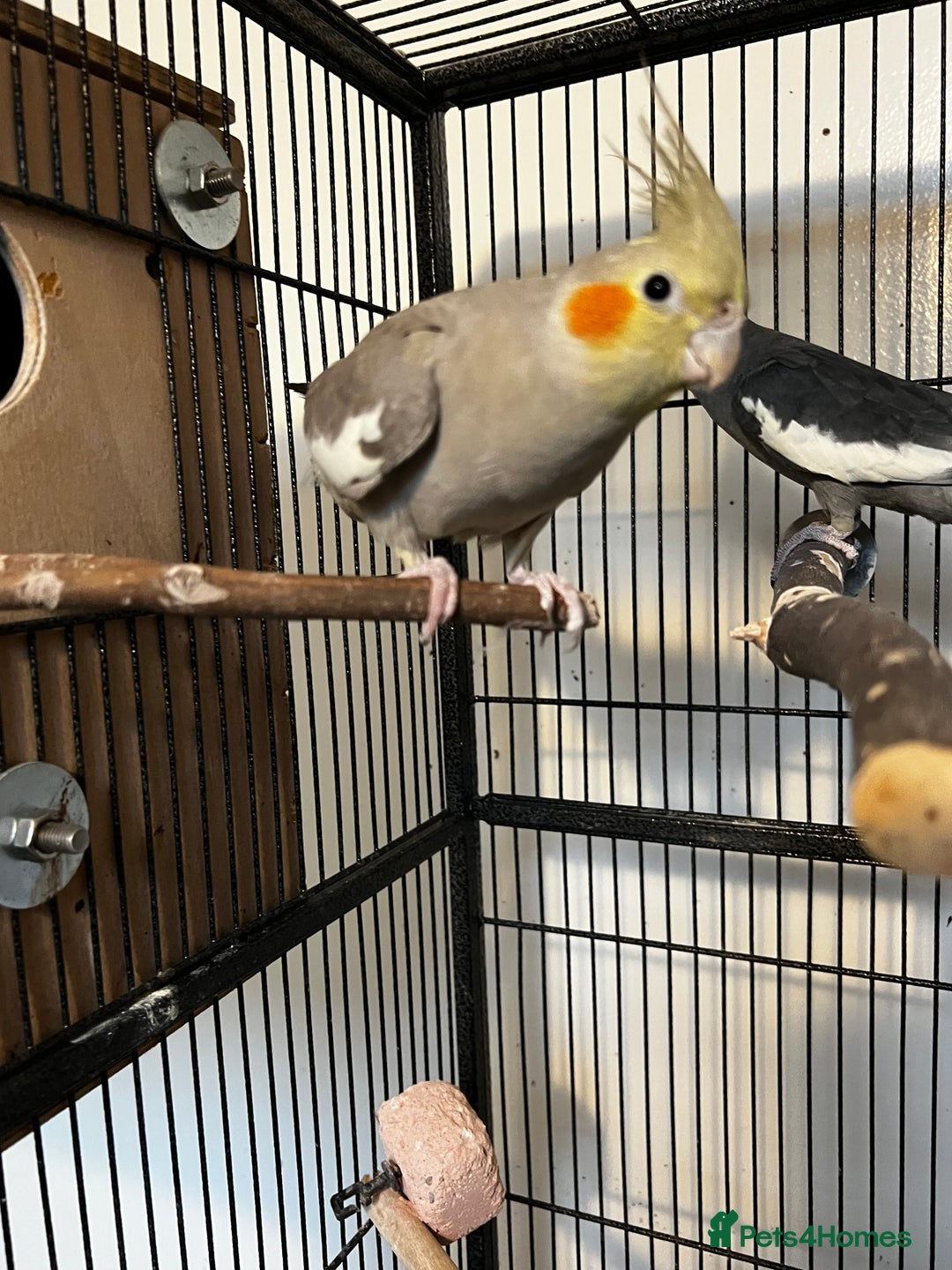 Cockatiels birds for sale: Cockatiels  - Advert 1